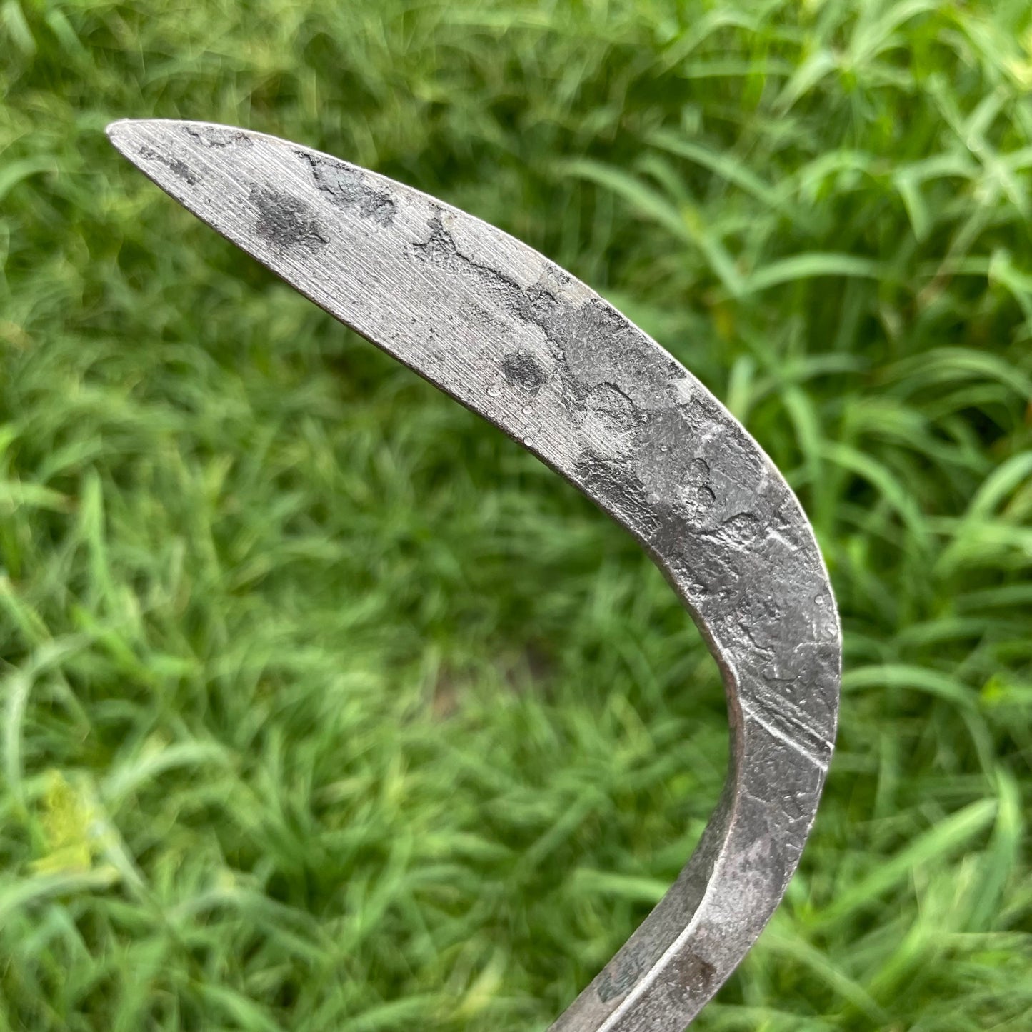 Piginor - Crevice Weeder